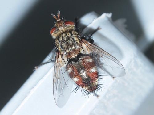 Peleteria iavana